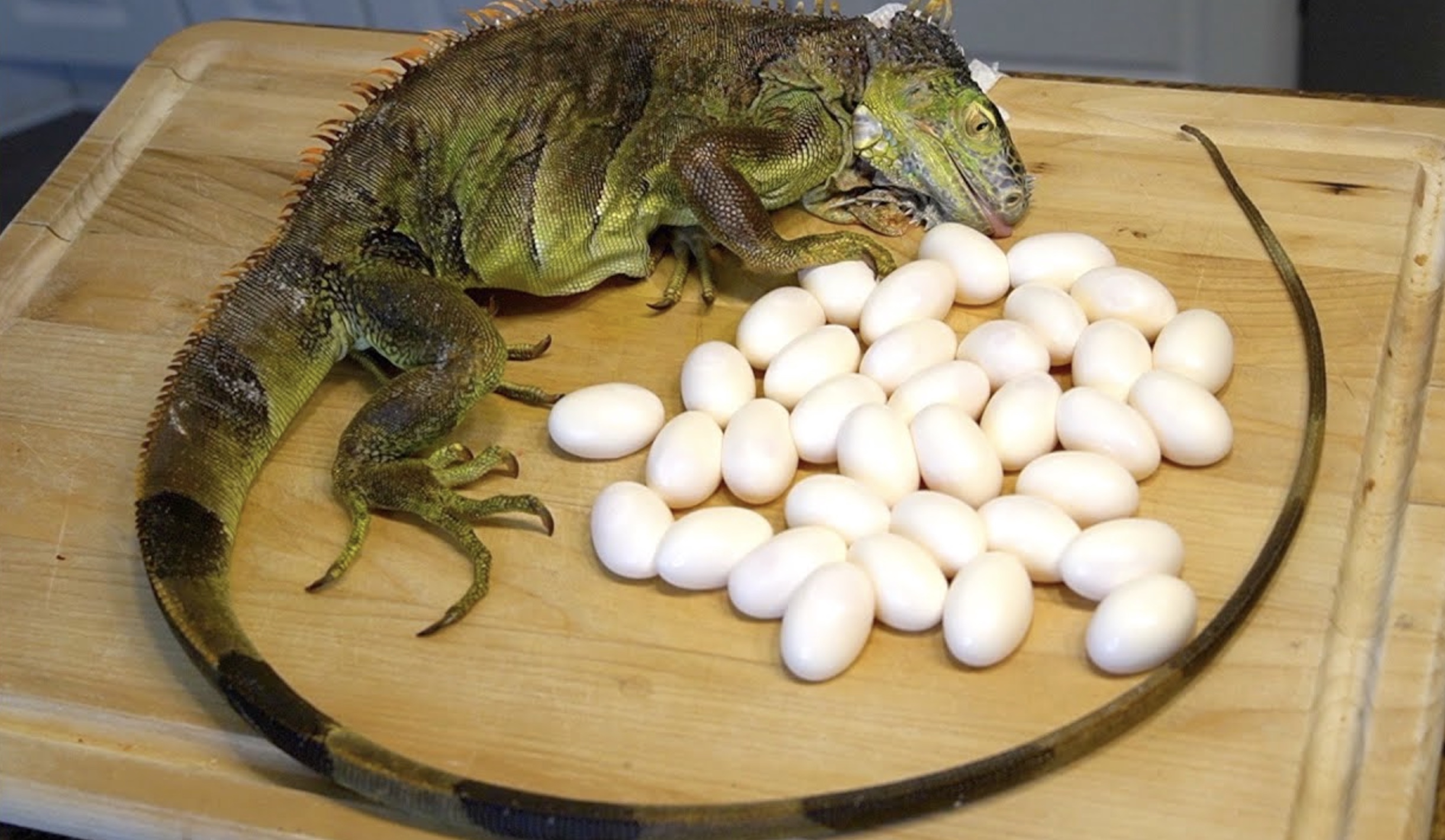 Black iguana eggs