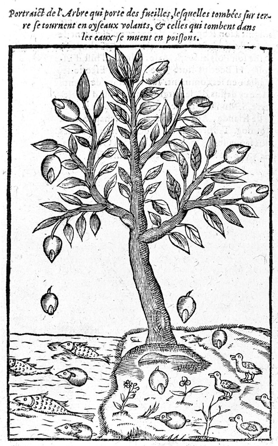 Spontaneous Generation