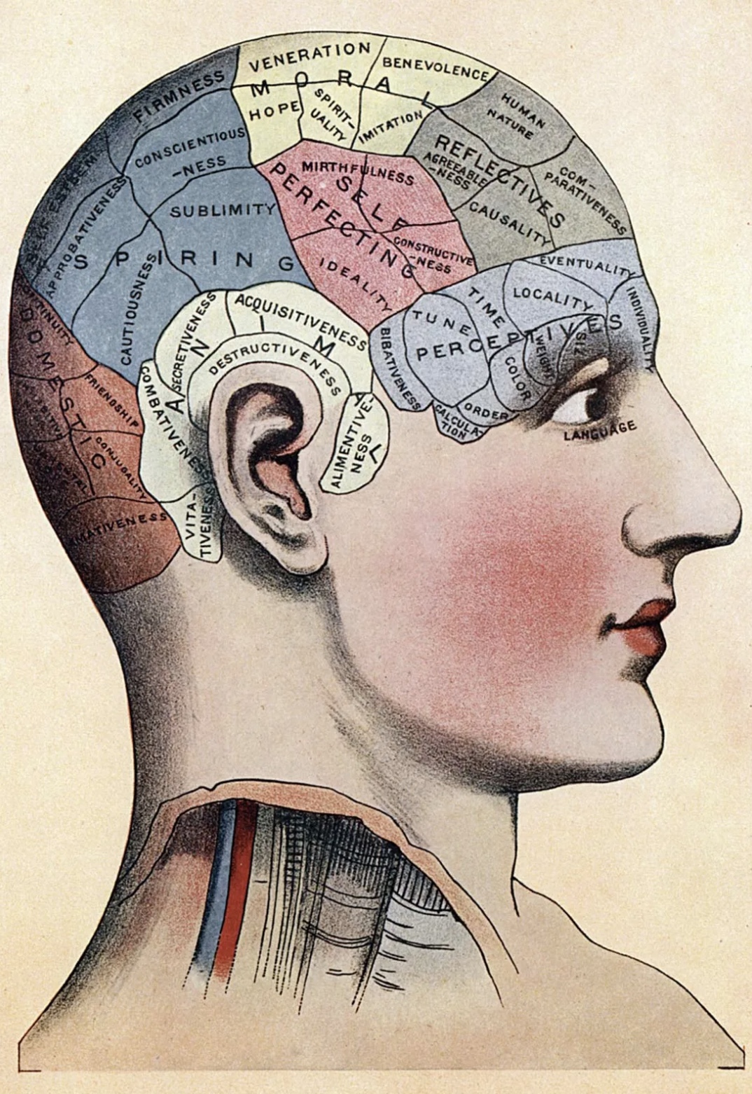 Phrenology