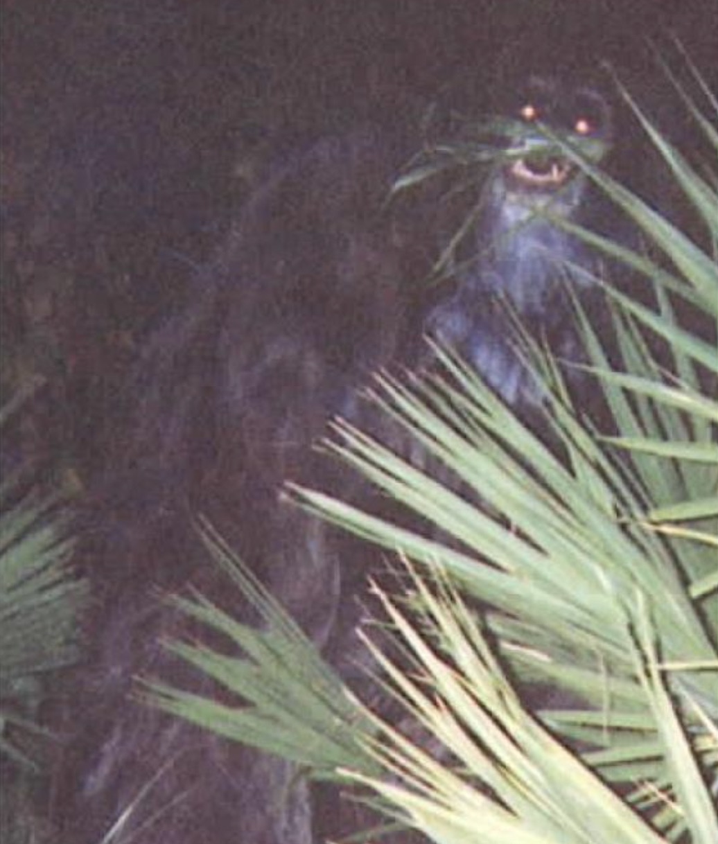Skunk Ape