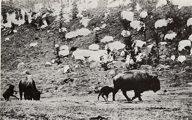 The Bison of Yellowstone 