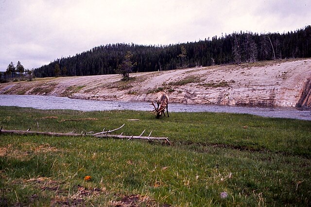 An Elk Grazes 