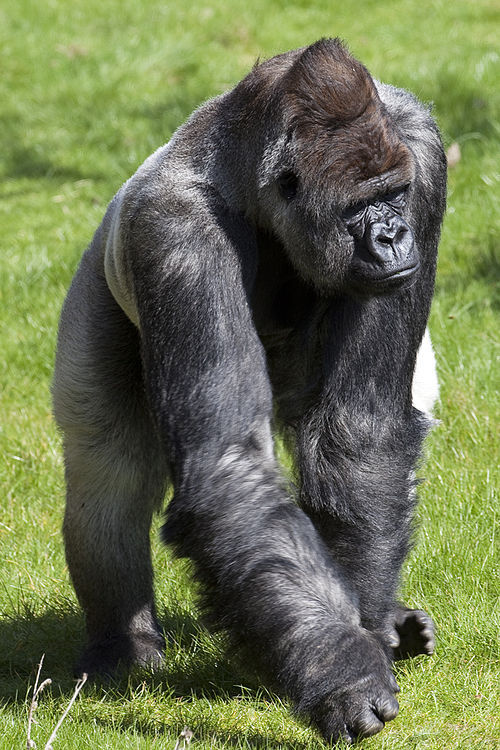 Bokito, Gorilla