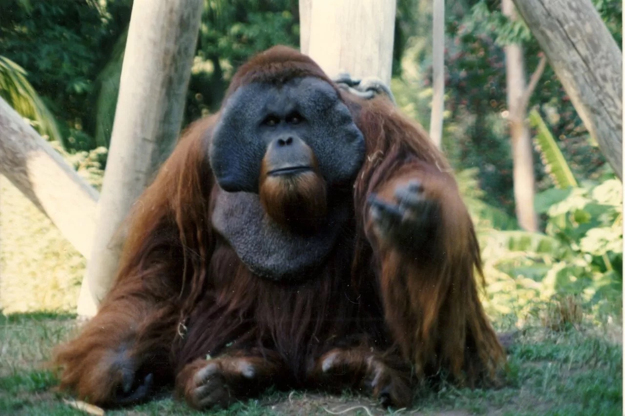 Ken Allen, Orangutan