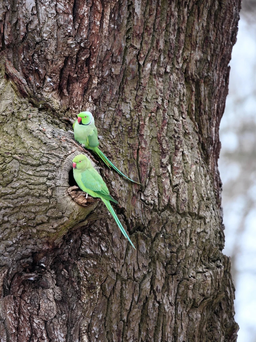 Parakeets 