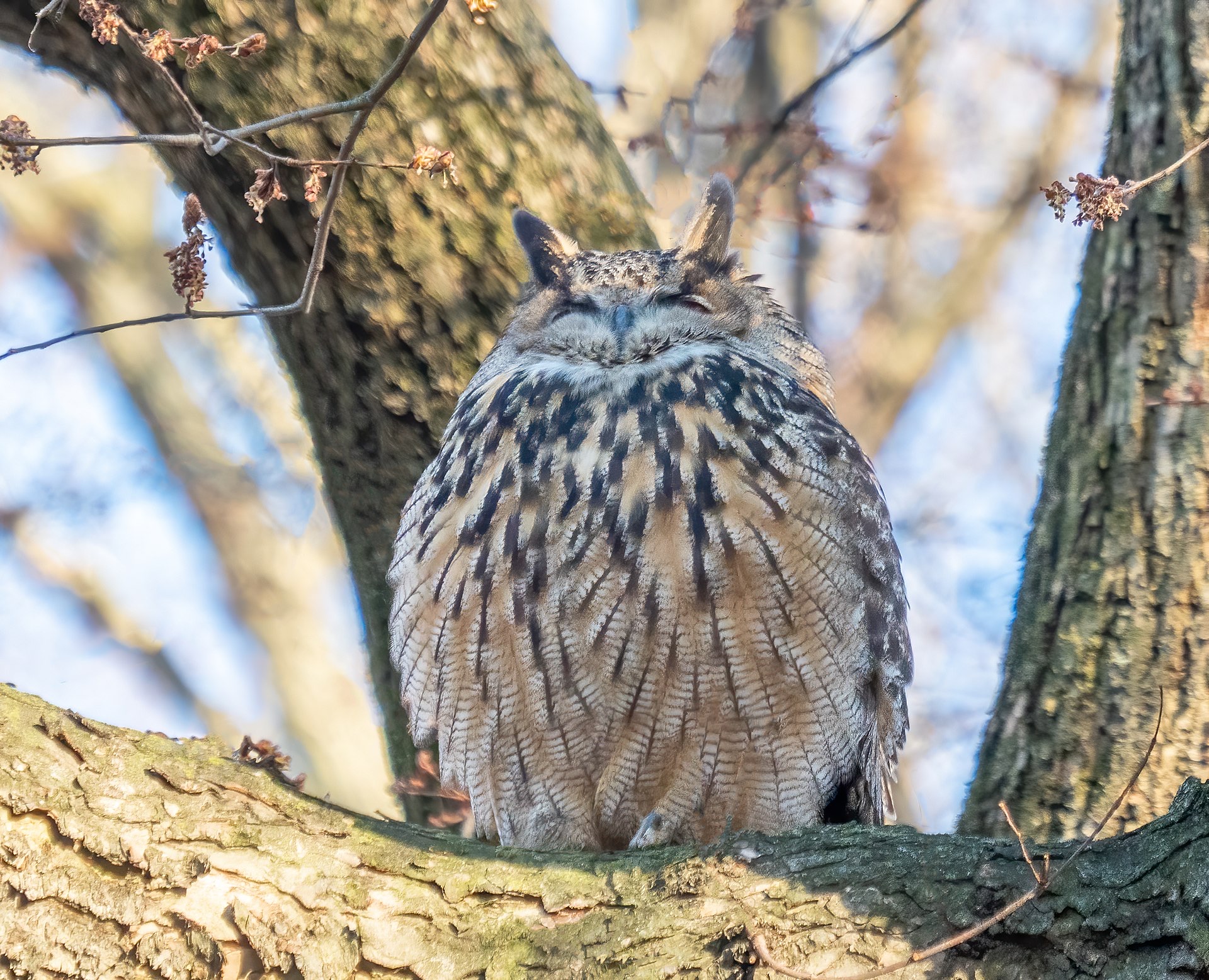 Flaco, Eurasian Eagle-Owl