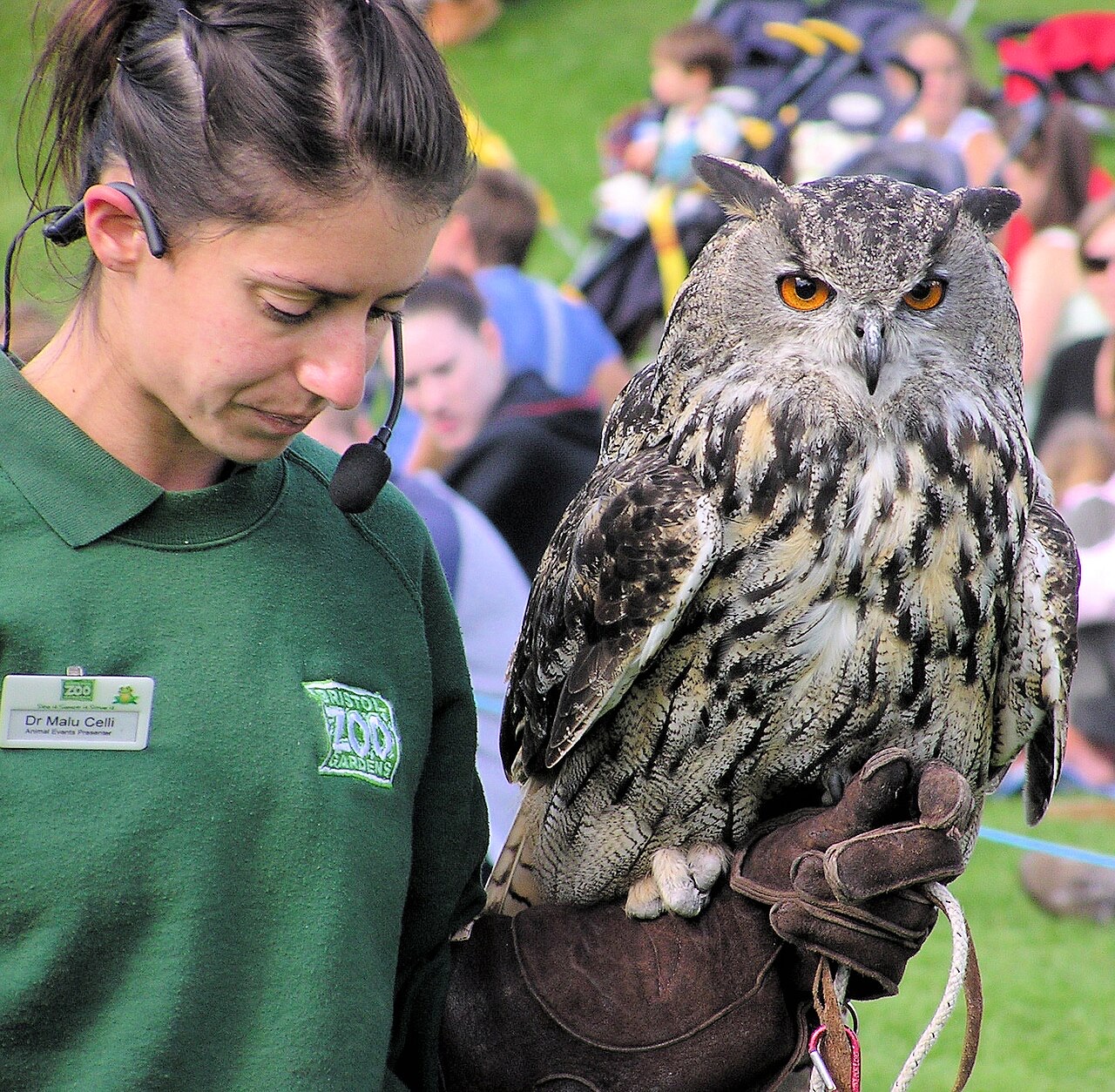 Gladys, Eurasian Eagle-Owl