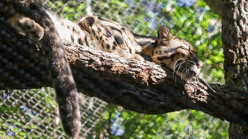 Nova, Clouded Leopard