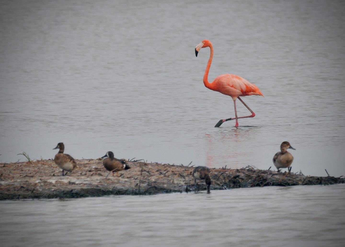 Pink Floyd, Flamingo