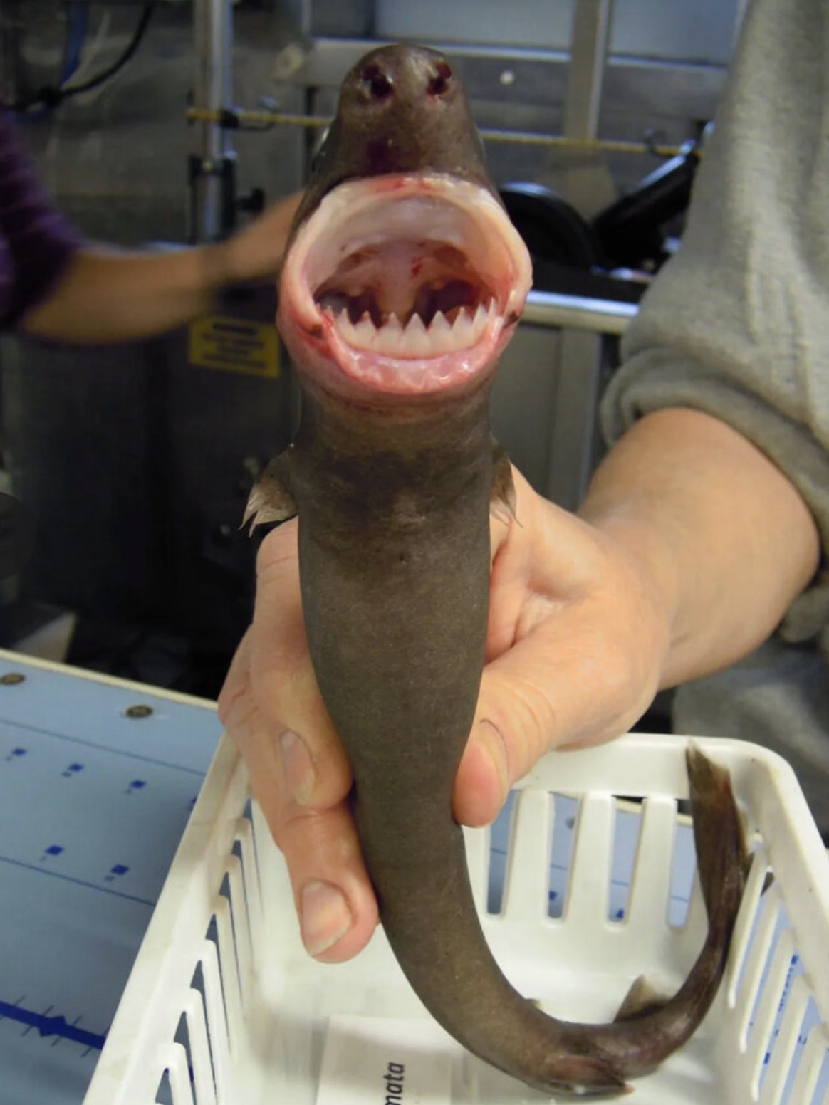 21 Shark Photos That'll Keep You Out Of The Ocean