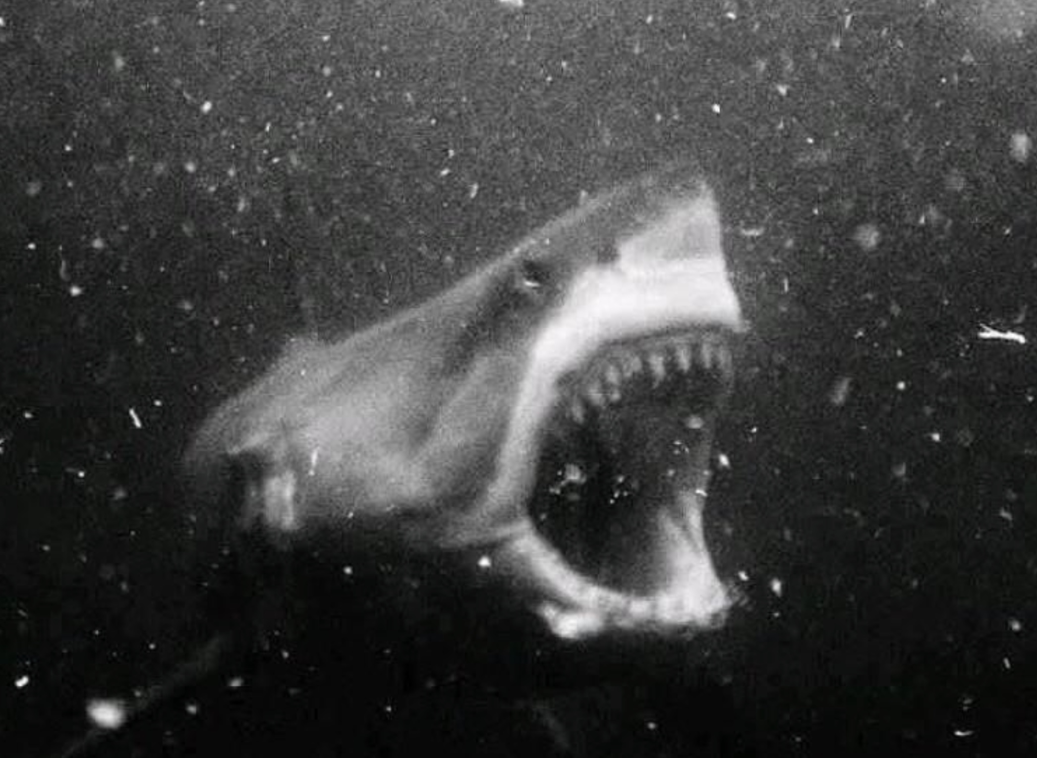 21 Shark Photos That'll Keep You Out Of The Ocean