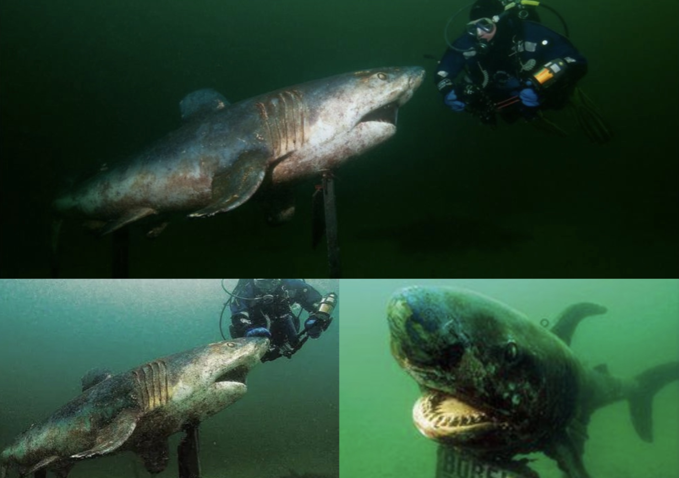 21 Shark Photos That'll Keep You Out Of The Ocean