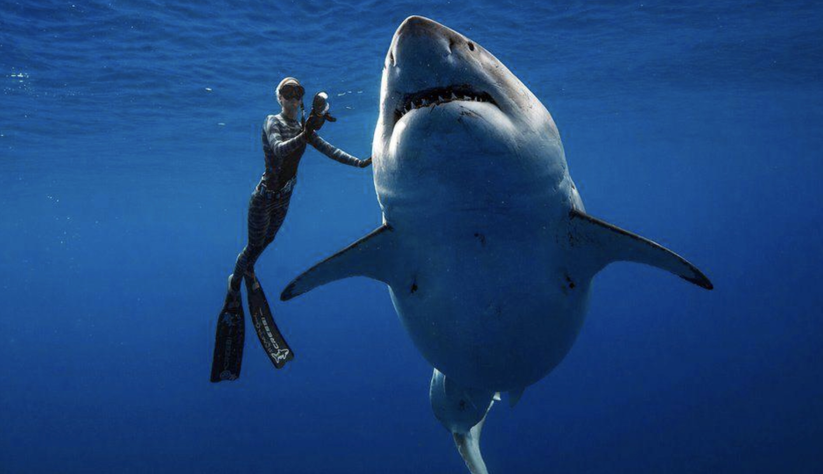21 Shark Photos That'll Keep You Out Of The Ocean