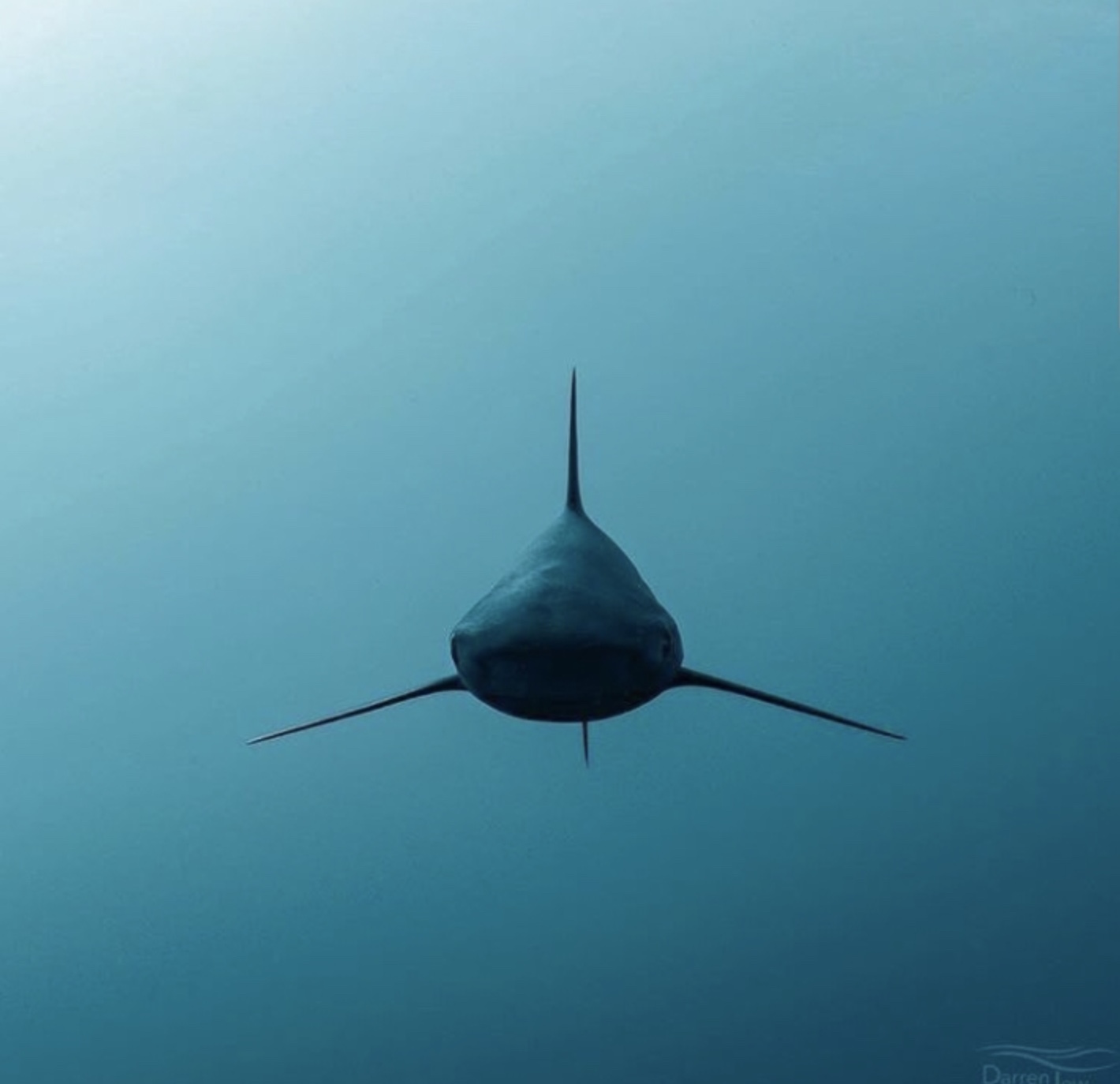 21 Shark Photos That'll Keep You Out Of The Ocean