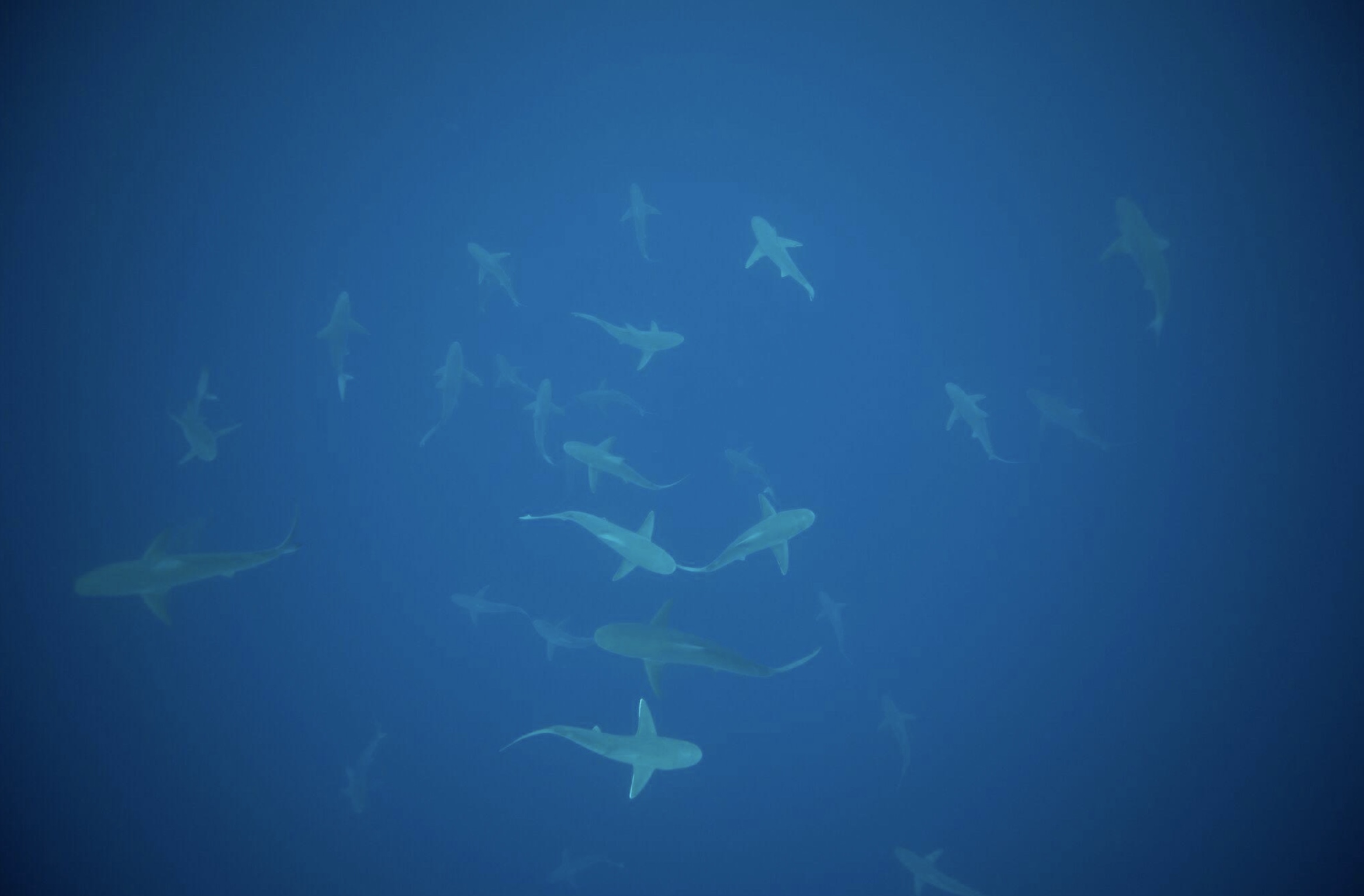 21 Shark Photos That'll Keep You Out Of The Ocean