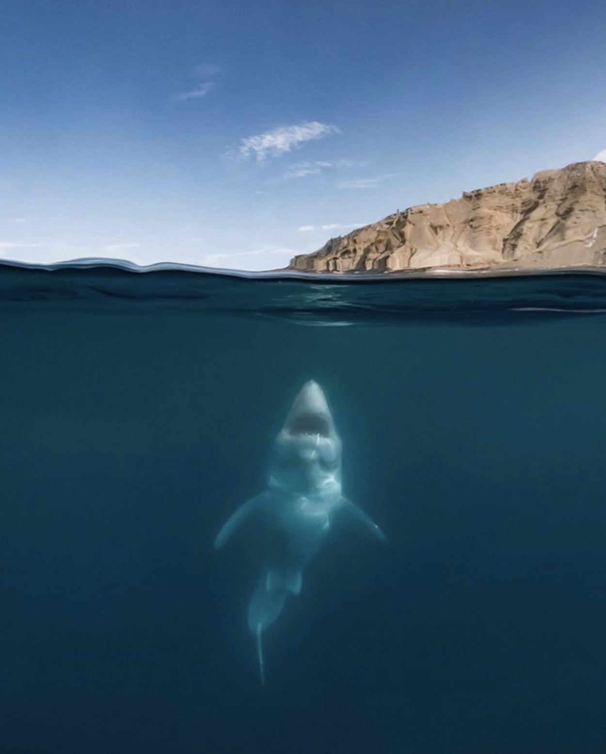 21 Shark Photos That'll Keep You Out Of The Ocean