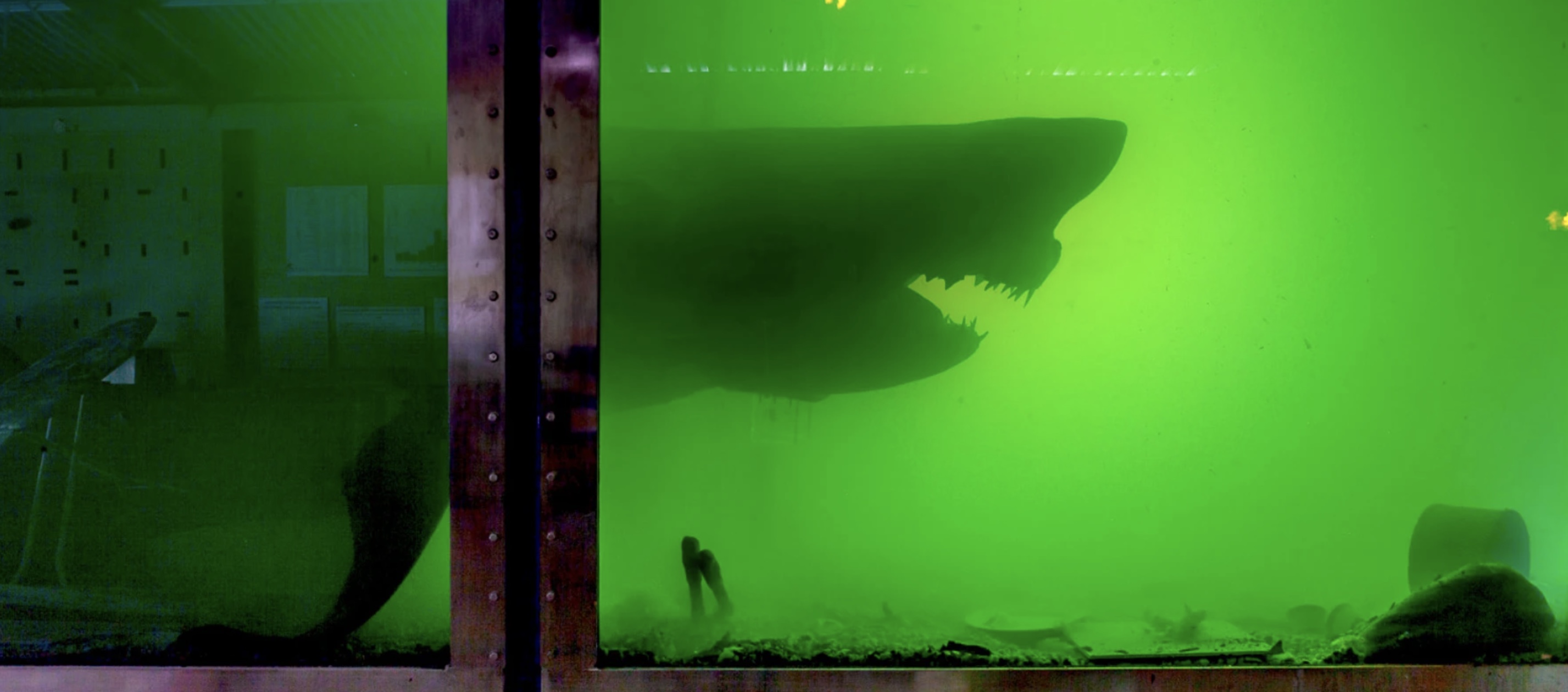 21 Shark Photos That'll Keep You Out Of The Ocean