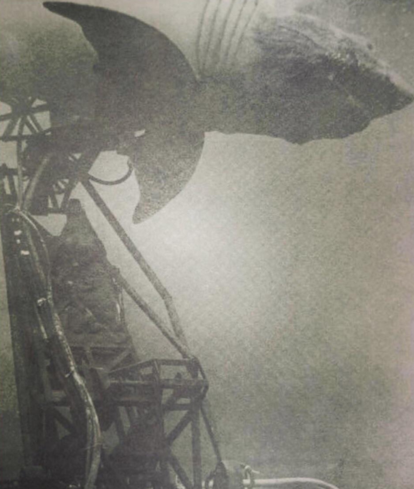 21 Shark Photos That'll Keep You Out Of The Ocean