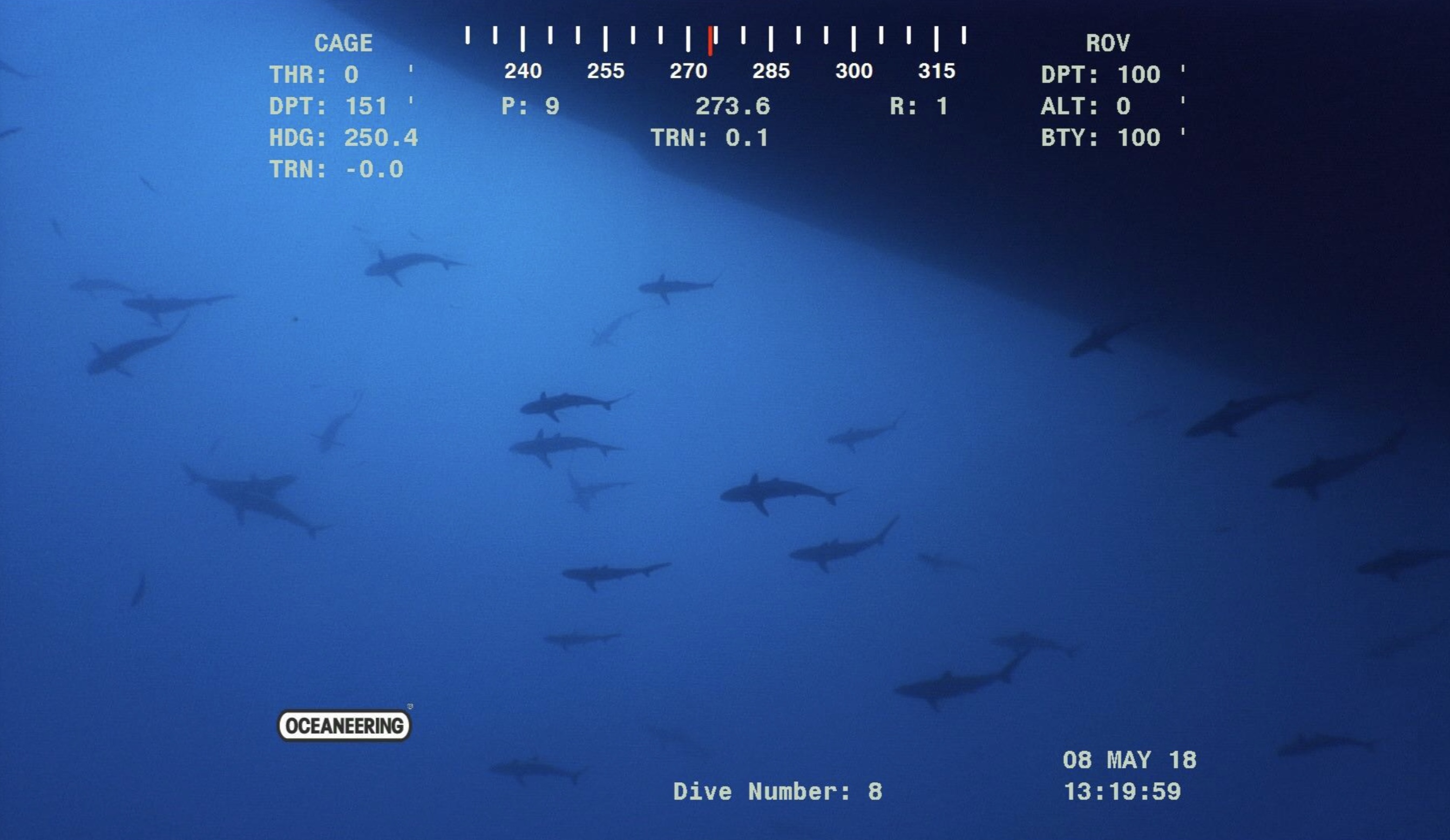 21 Shark Photos That'll Keep You Out Of The Ocean