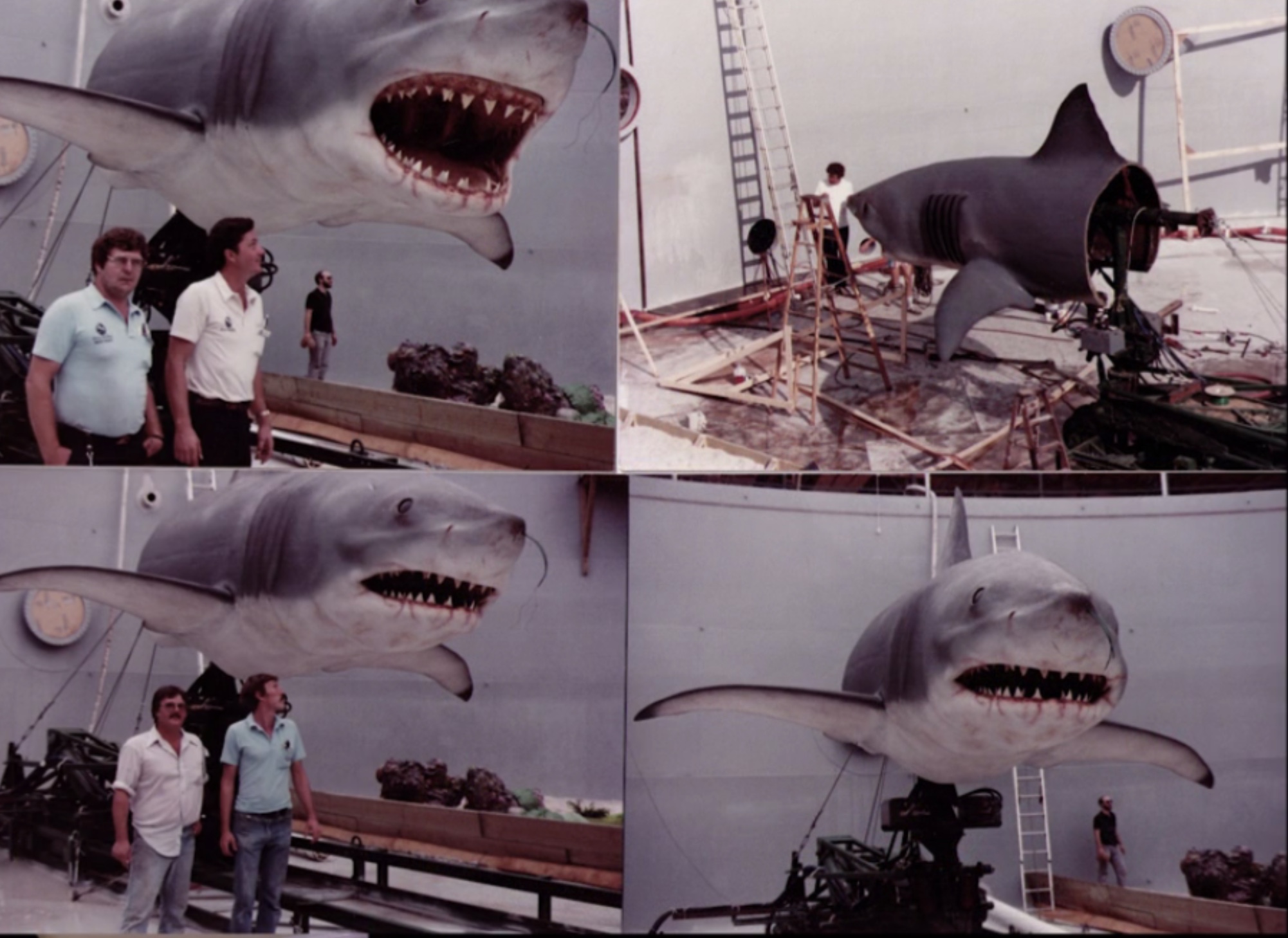 21 Shark Photos That'll Keep You Out Of The Ocean