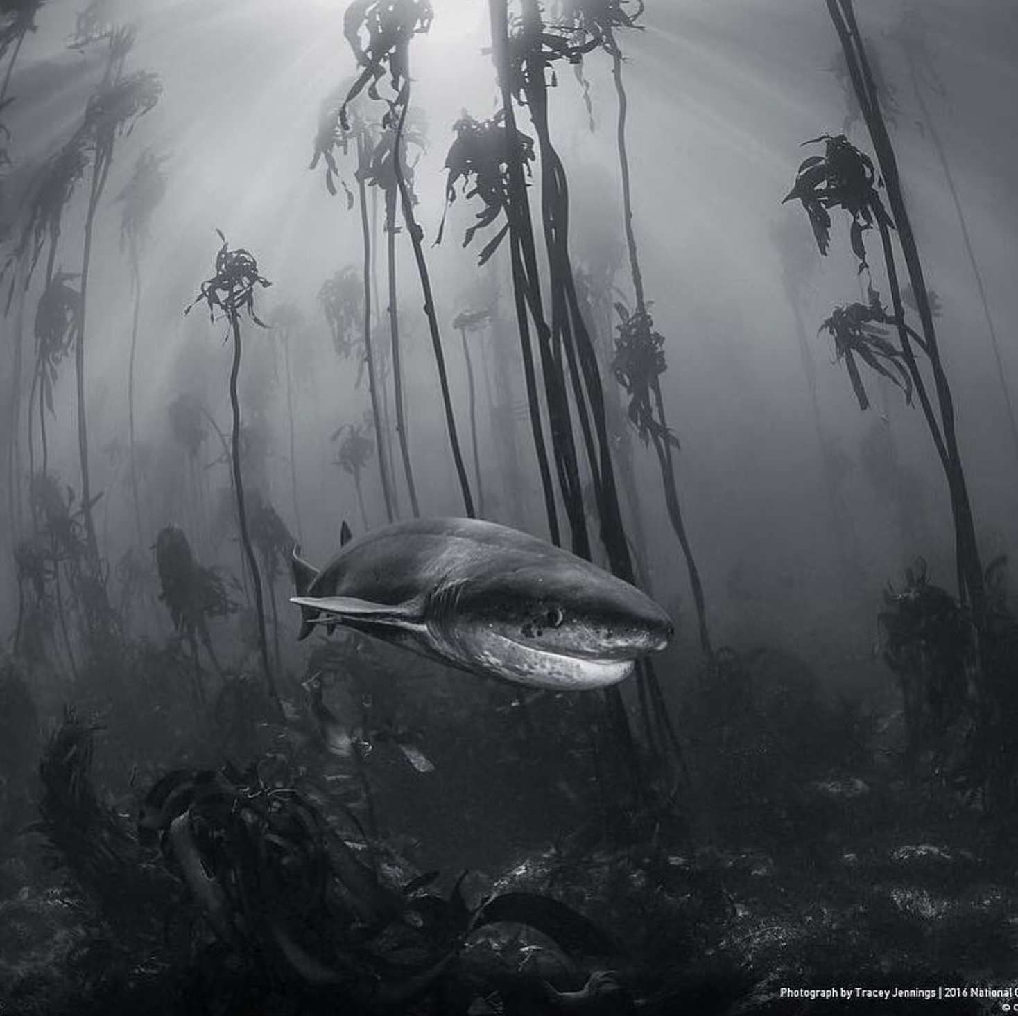 21 Shark Photos That'll Keep You Out Of The Ocean