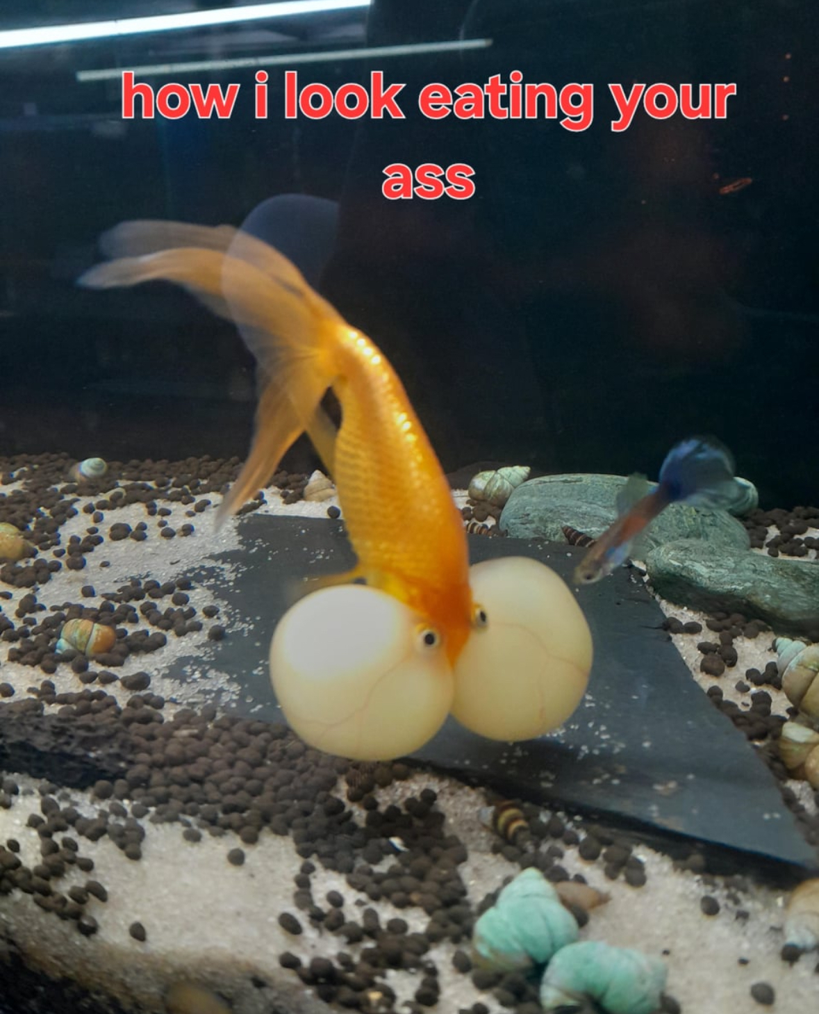 20 NSFW Memes That Are So Lewd They Will Send You into a Spiral