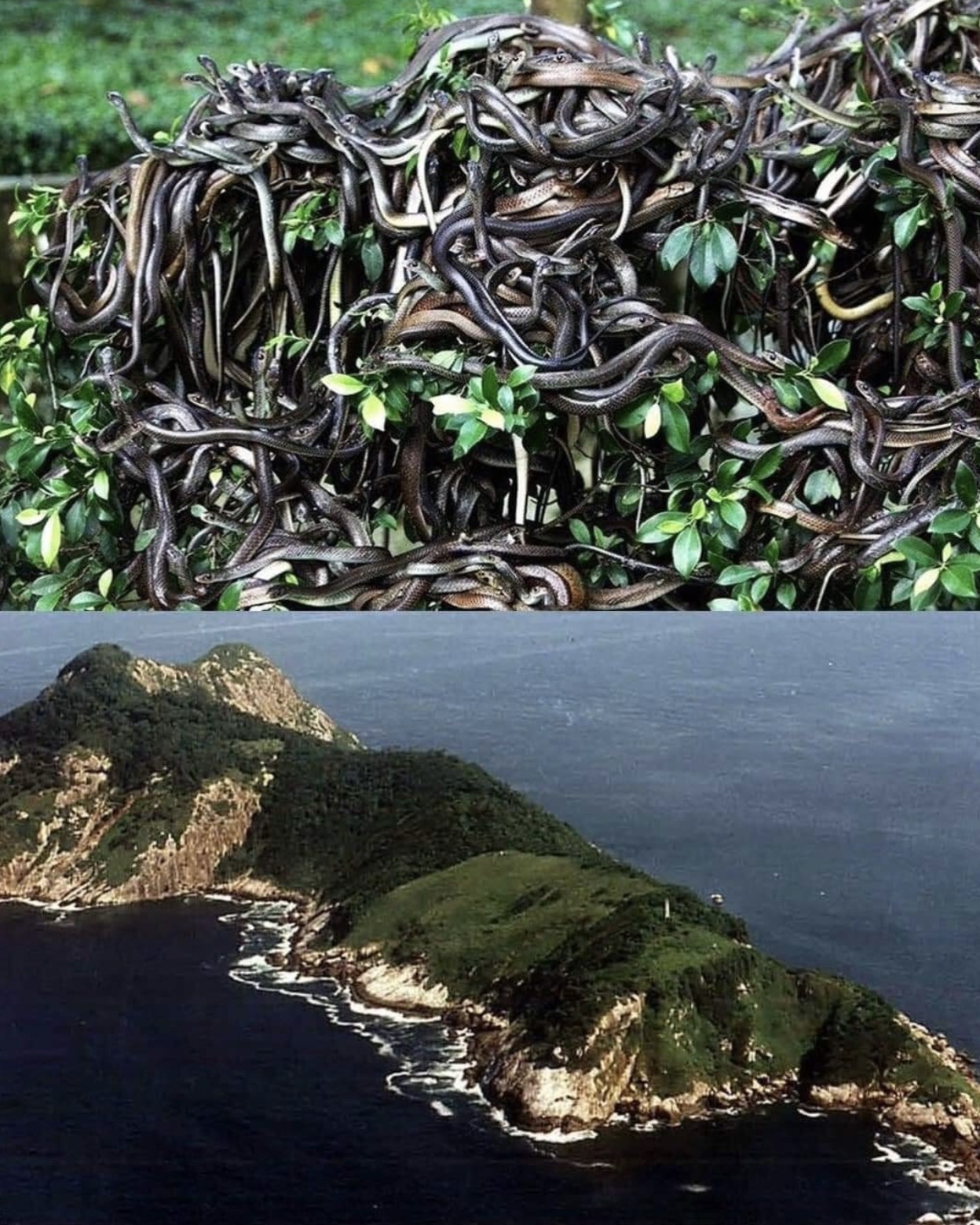 Ilha da Queimada Grande