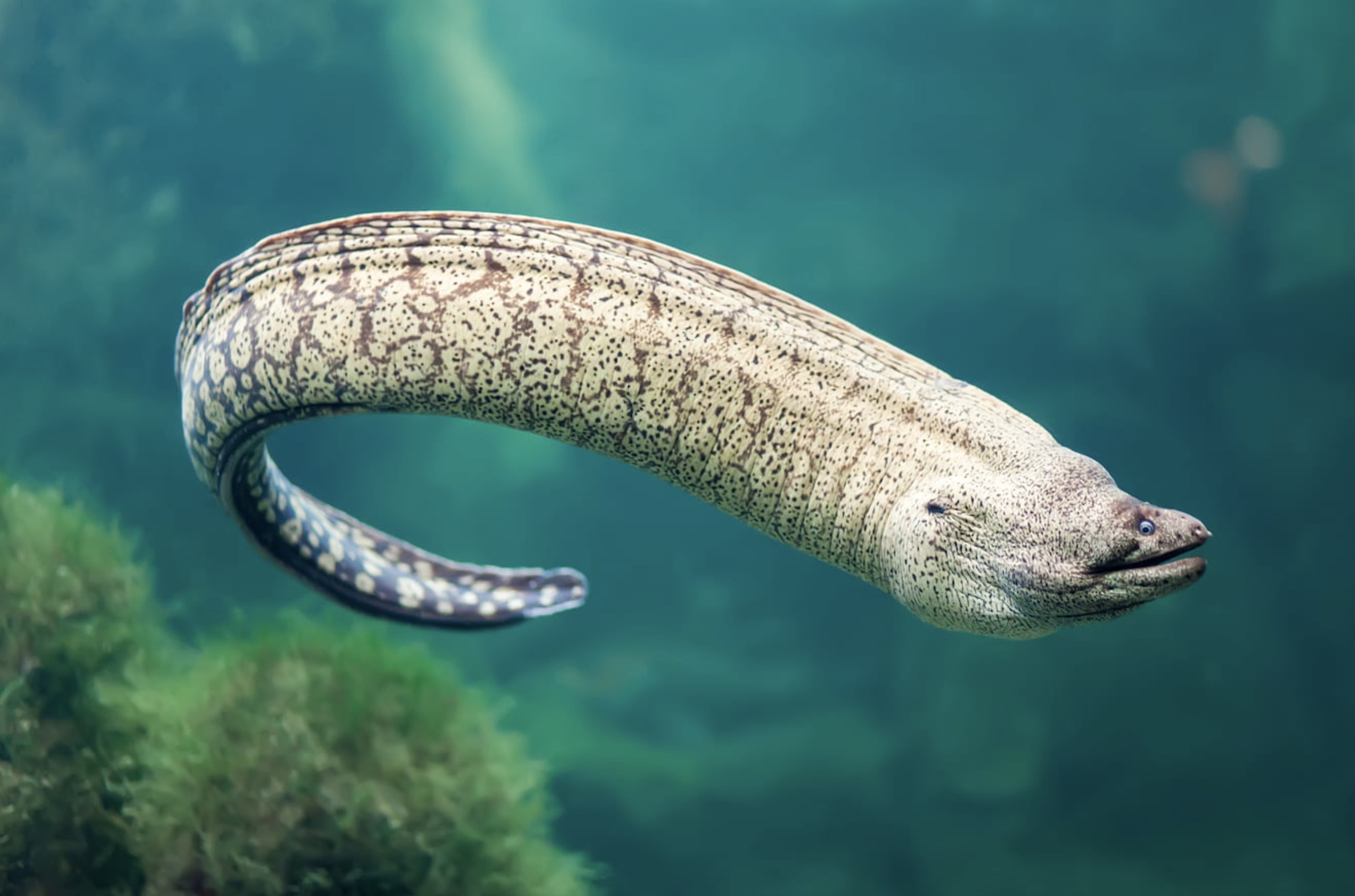 Eels