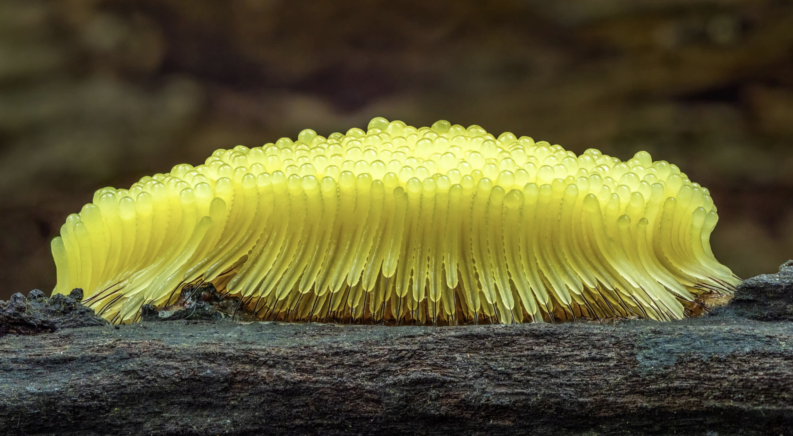Slime molds