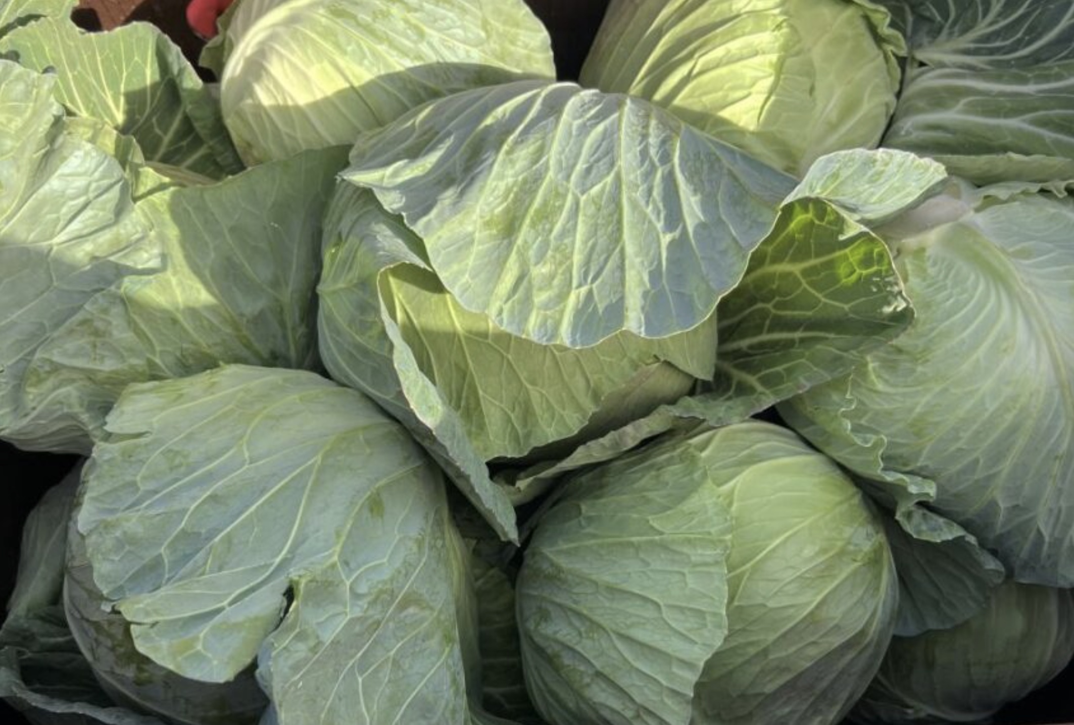 The Cabbage and Urine Diet
