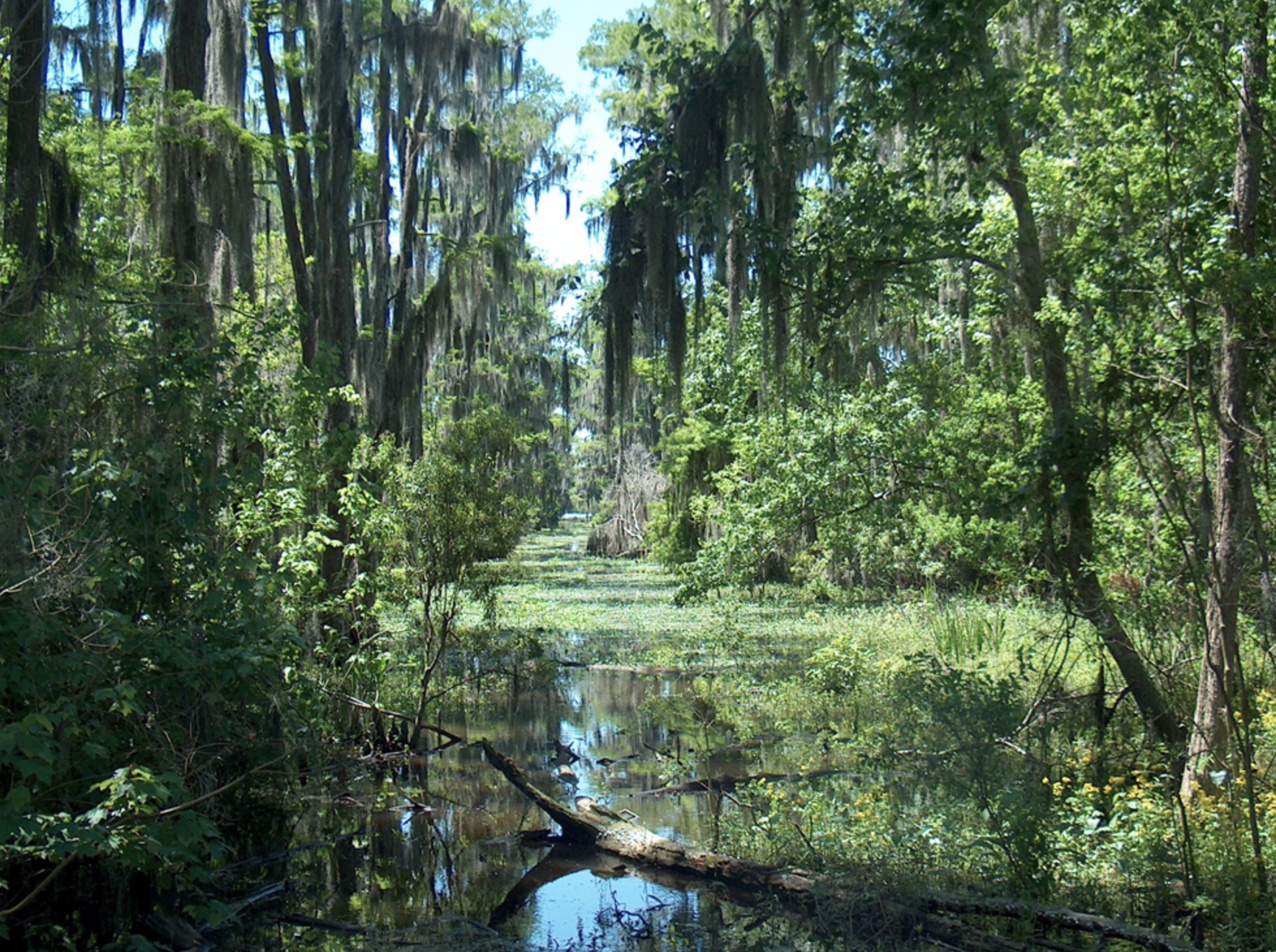 Move Away From the Swamp