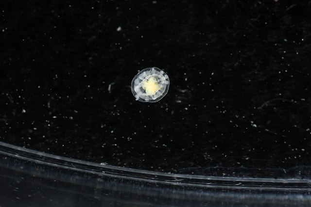 There’s a jellyfish that can essentially live forever