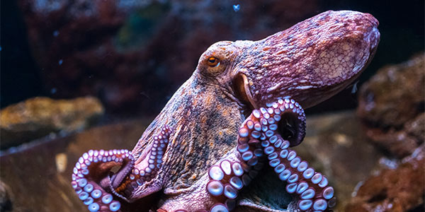 Octopuses have three hearts