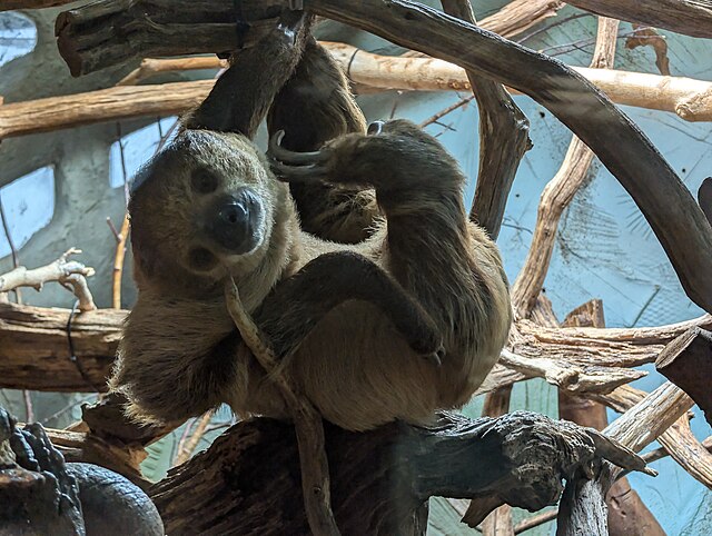 Sloths can hold their breath longer than dolphins