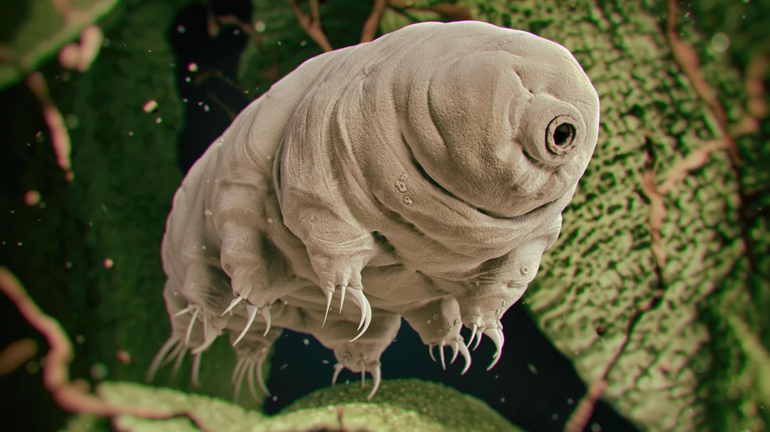 Tardigrades can survive in space