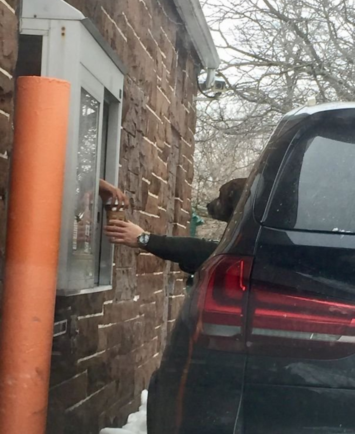 “Yeah, I’ll Take the Kibble Combo, Hold the Cat.”