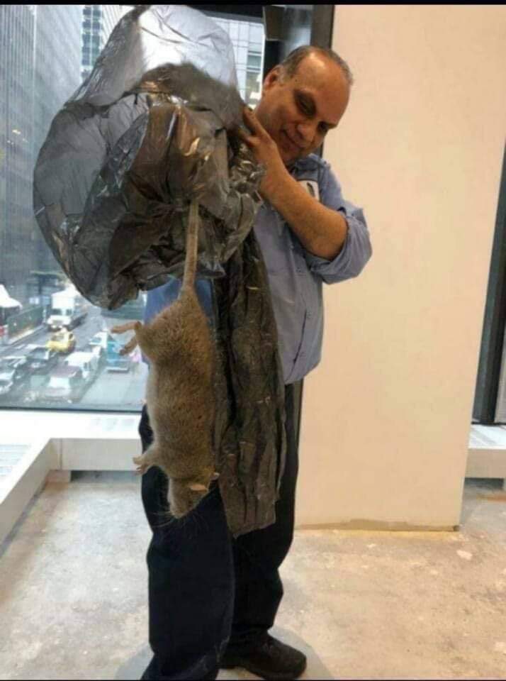 NYC rat reality