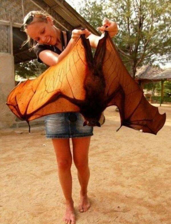Bat with a wingspan