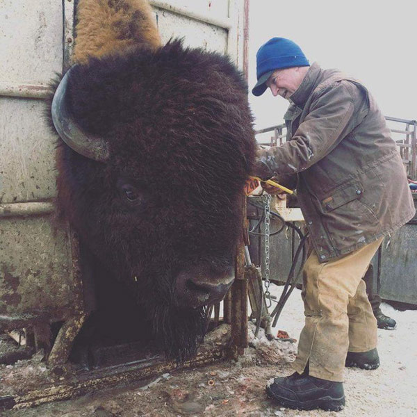Bison headlock