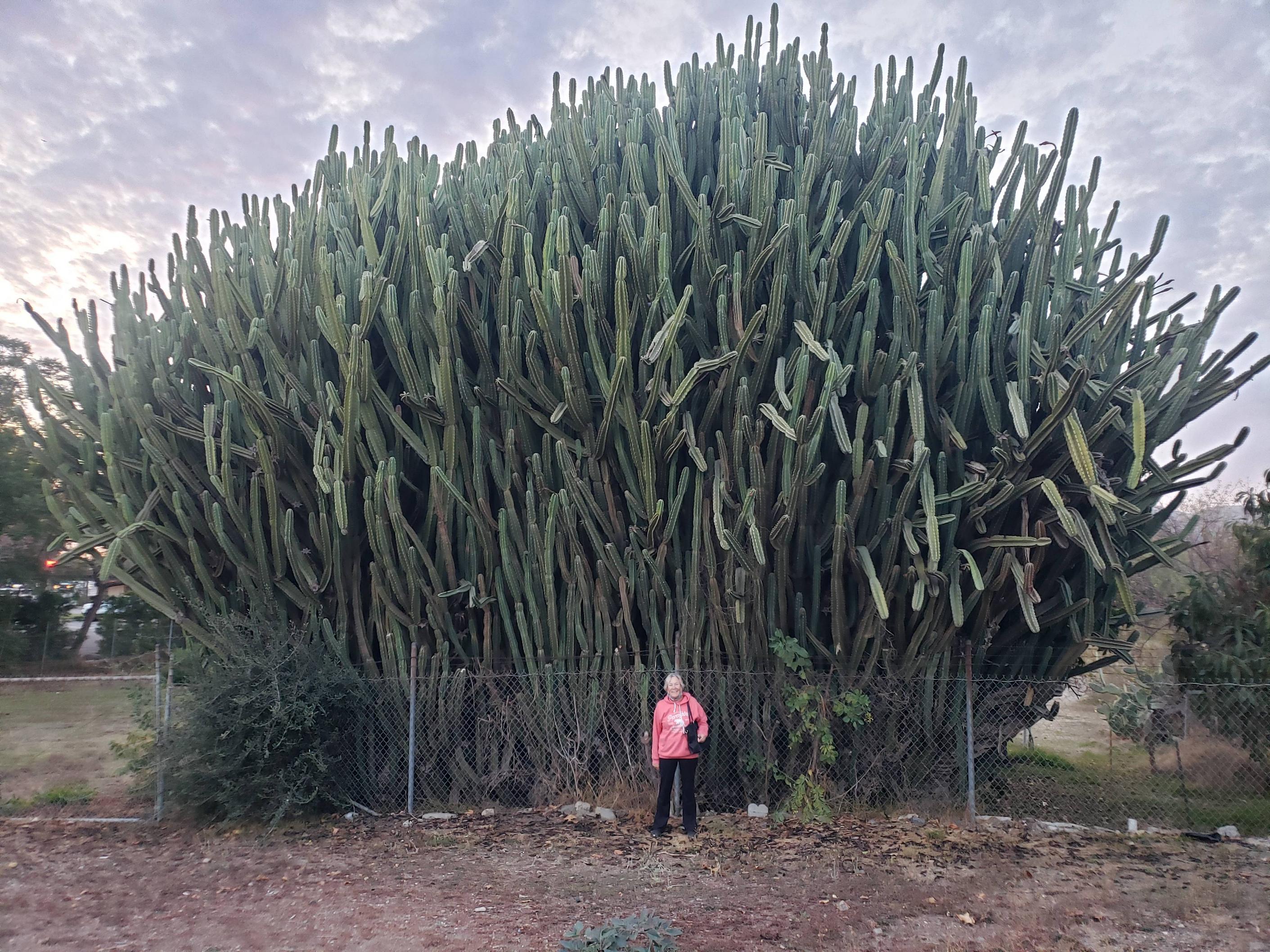 Cactus forest in one plant