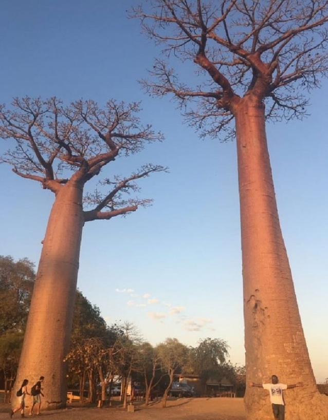 Trees from another age