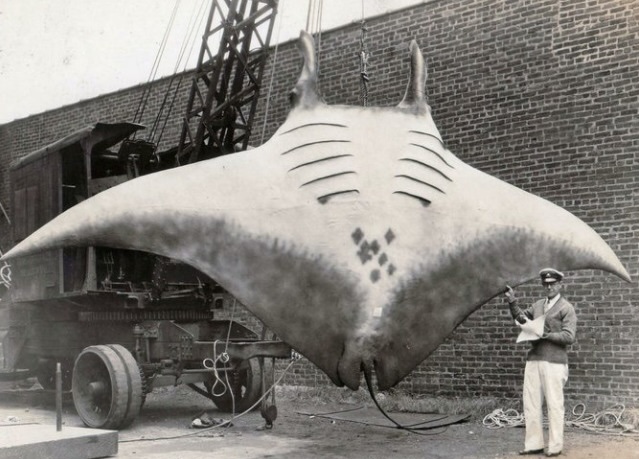 Sea giant of 1933