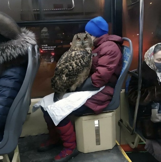 Owl taking the bus