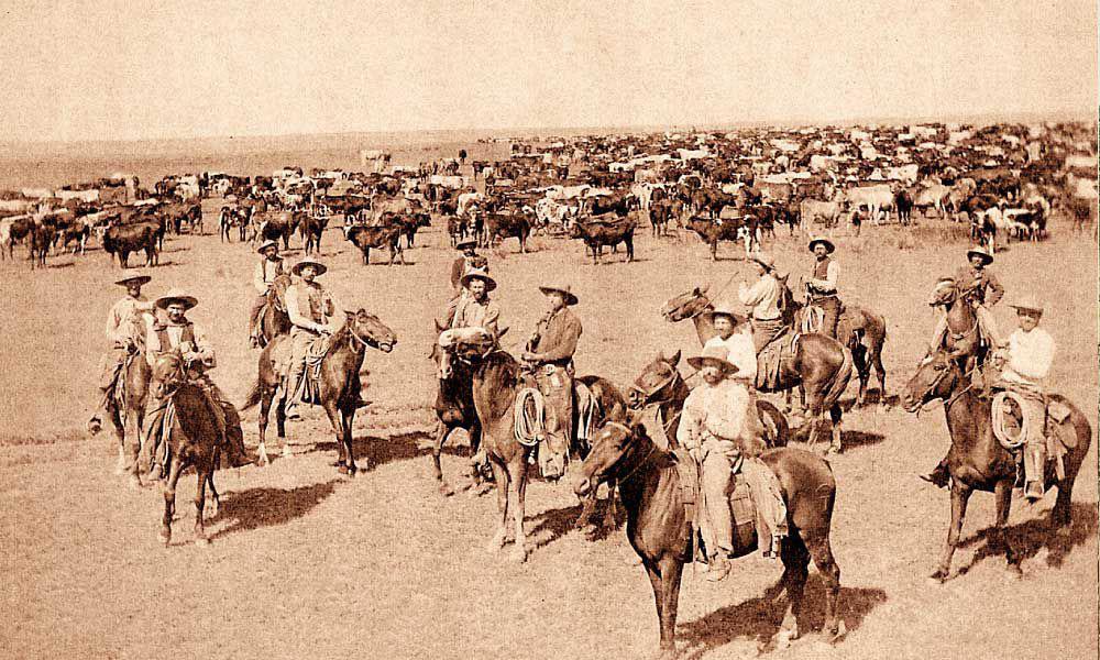 Herd on the horizon