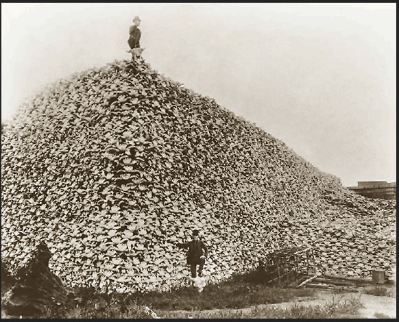 Bison skulls