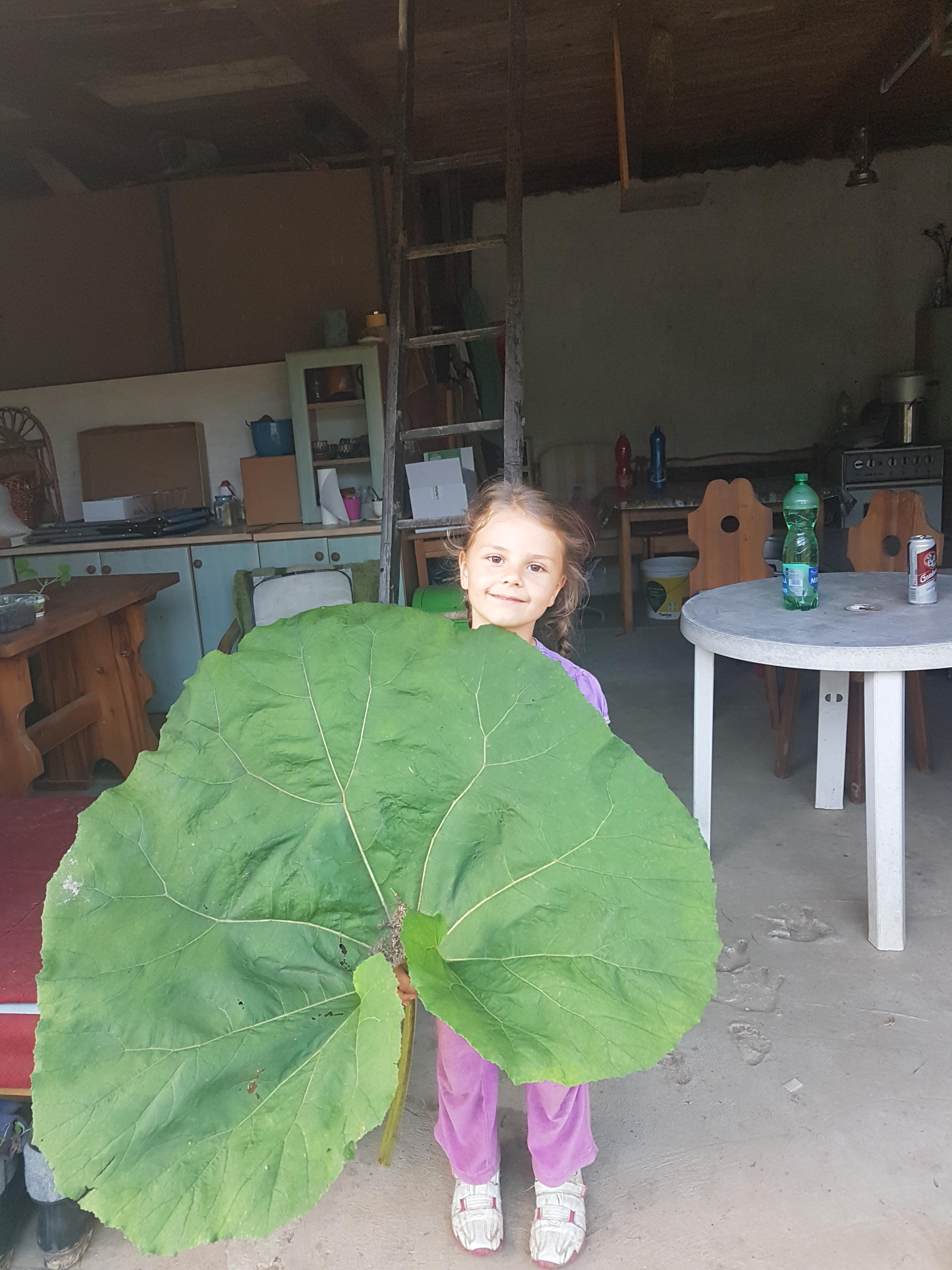 Leaf is so big the little girl is lost.