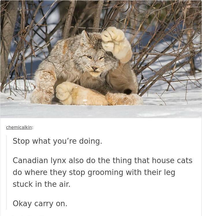 33 Extra-Large Versions of Normal Things, To Scale