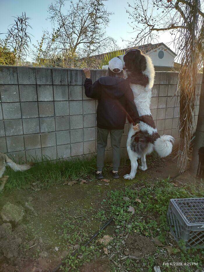 33 Extra-Large Versions of Normal Things, To Scale