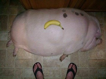 Giant pig or small banana?