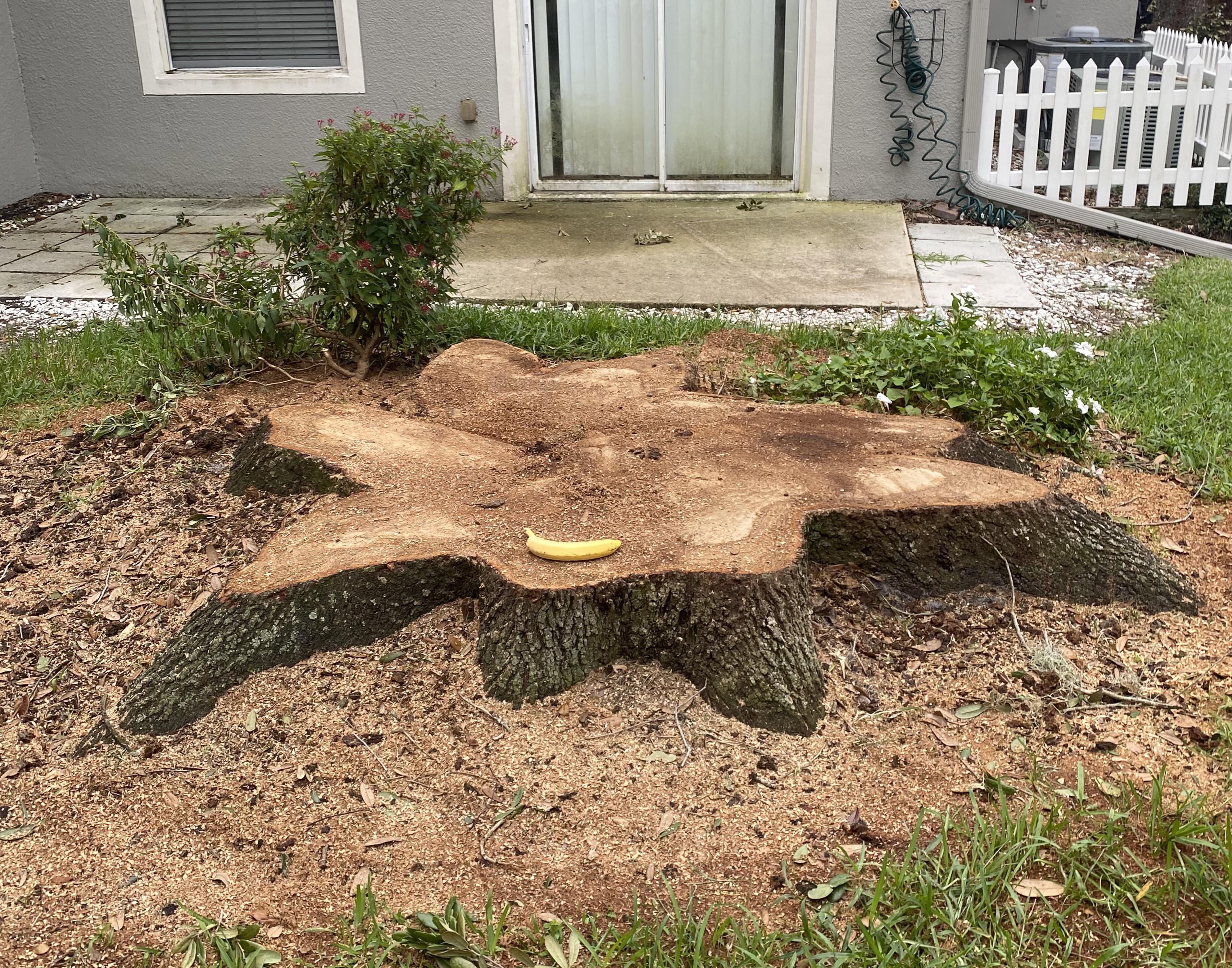 Fallen oak with its banana child.